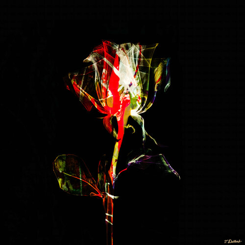 A Rose is a Rose is a Rose Thomas Dellert
