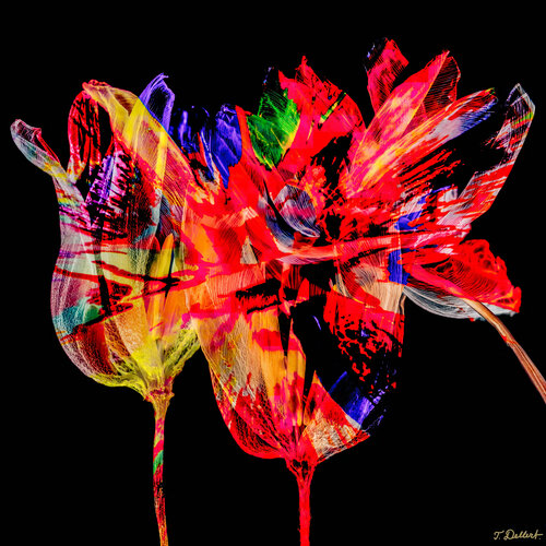Flower Power par Thomas Dellert, Photographie en vente sur Singulart