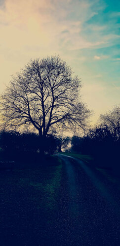 The Tree of Life.    ( Tuscany ) par Thomas Dellert, Photographie en vente sur Singulart