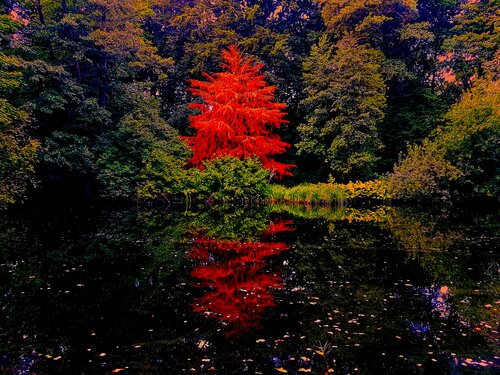 German Magic Forrest Thomas Dellert