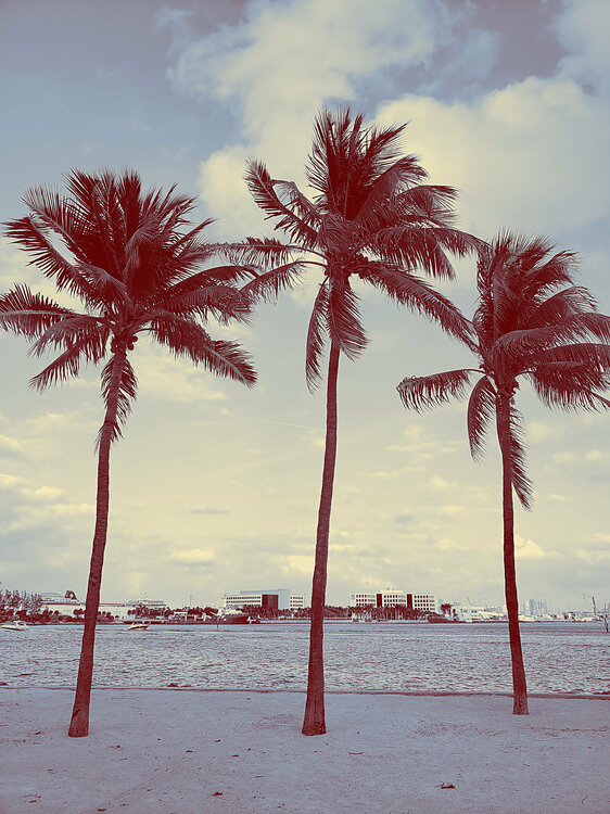 Miami Harbour Thomas Dellert