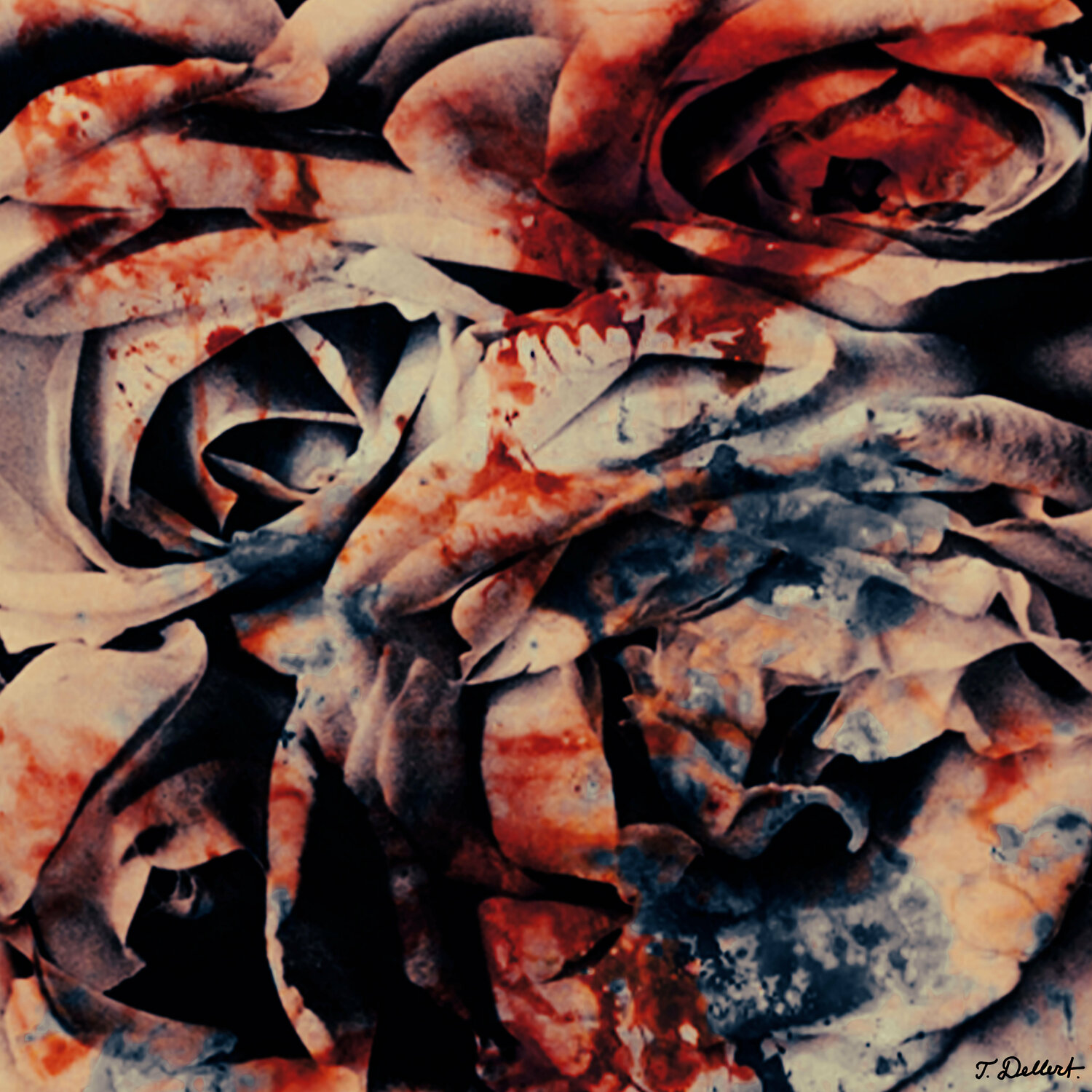 Roses in Red White and Blue.       ( after Tina Modotti ) Thomas Dellert Fotografie zu verkaufen