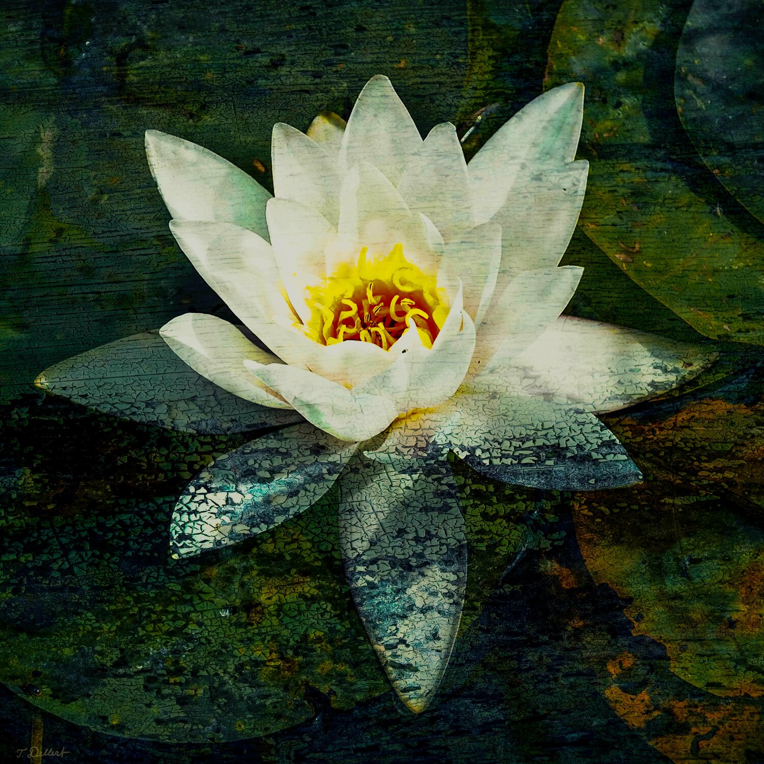 Water Lilie in green pond.      ( after Claude Monet ) Thomas Dellert Fotografia in vendita