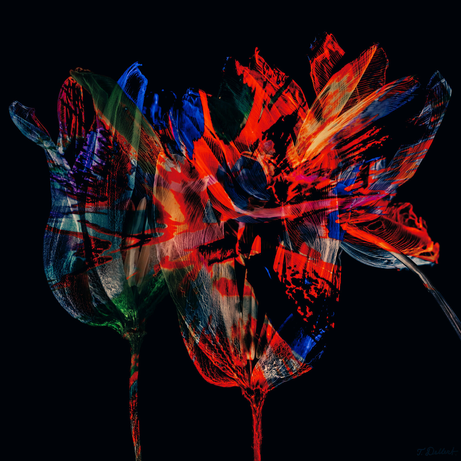 Flower of Life.       ( Fluorescent 1 ) Thomas Dellert