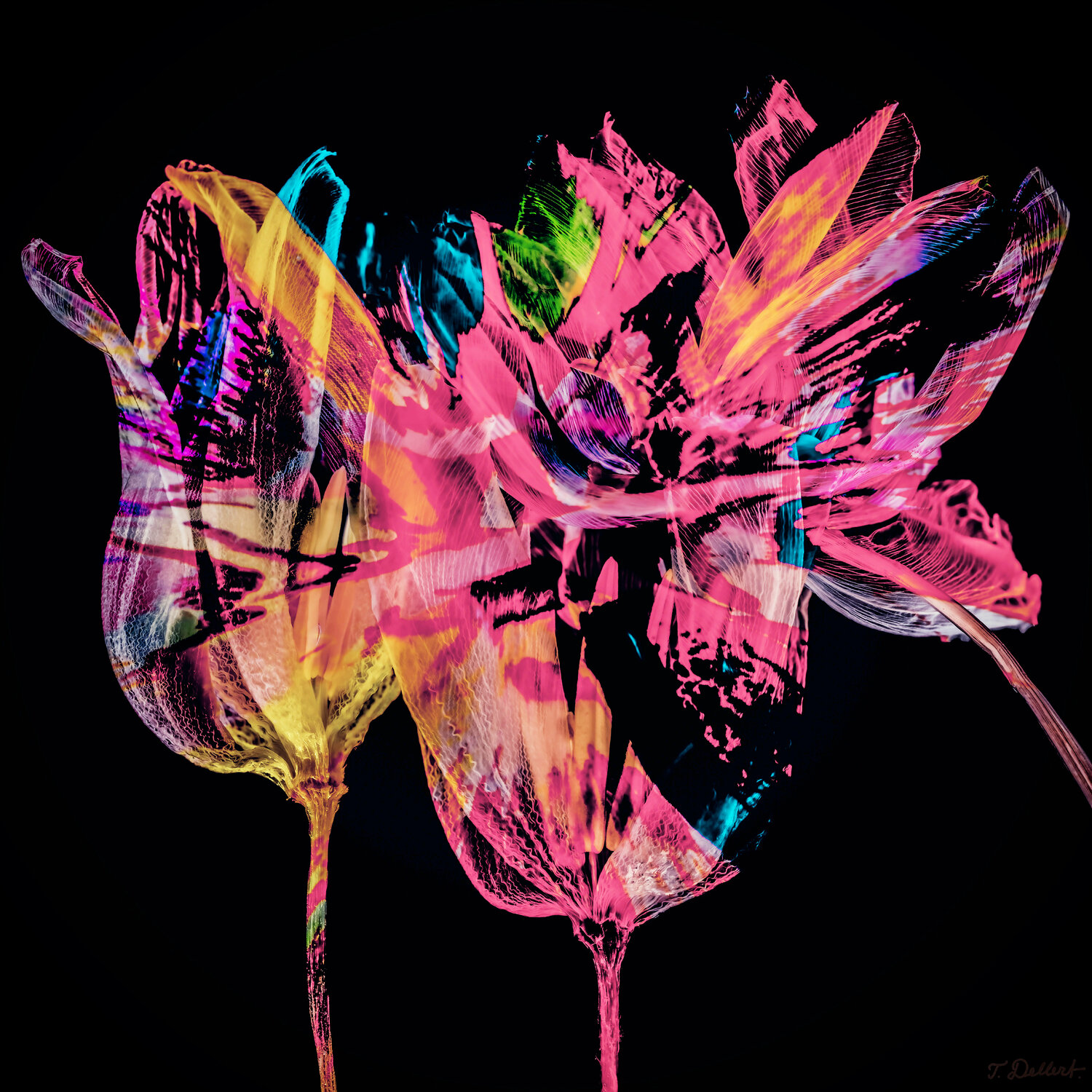 LGTBQ Flowers Thomas Dellert
