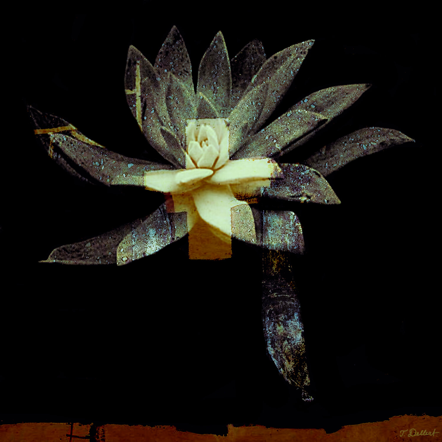 Holy Plant Thomas Dellert
