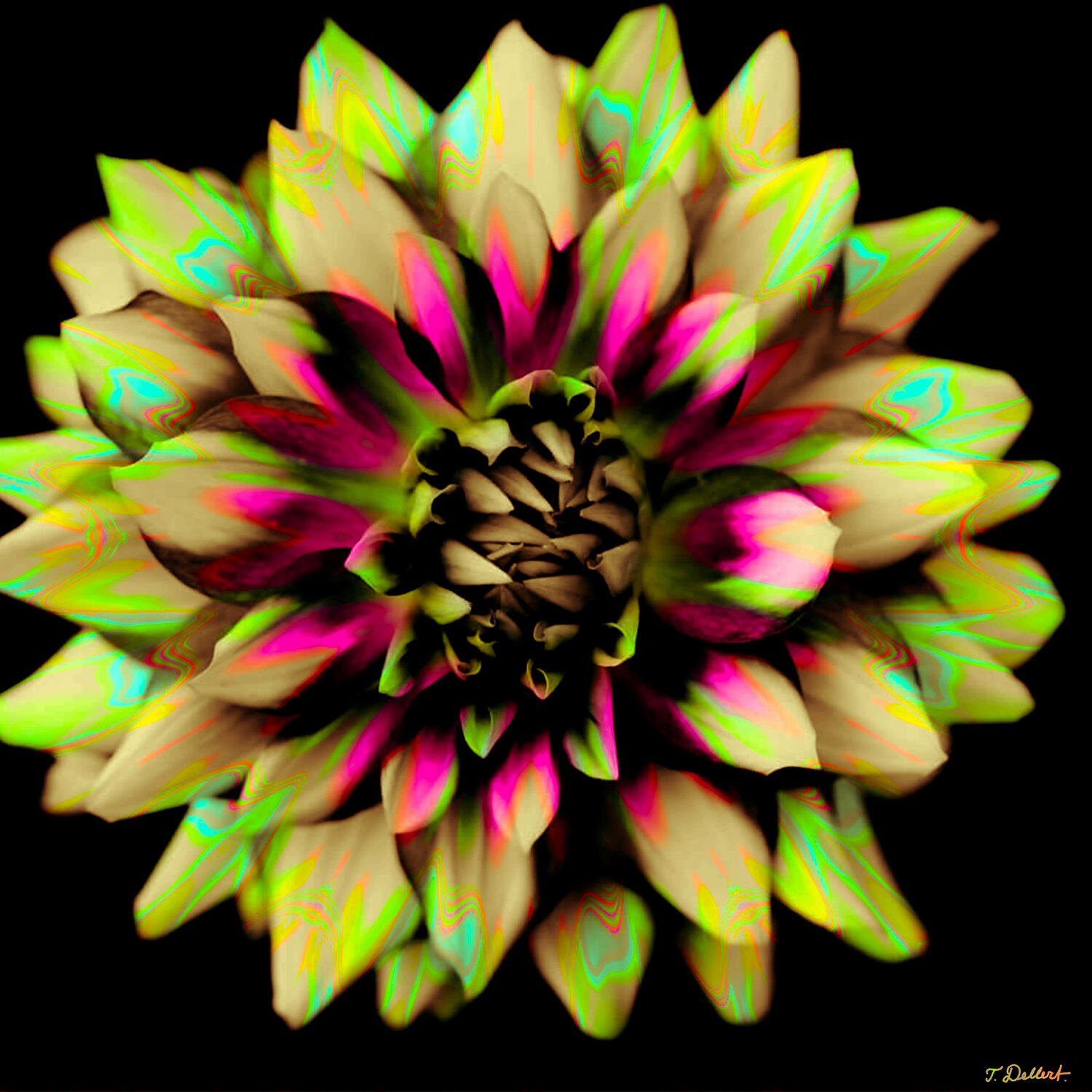Fluorescent  Flower Gren and Pink Thomas Dellert