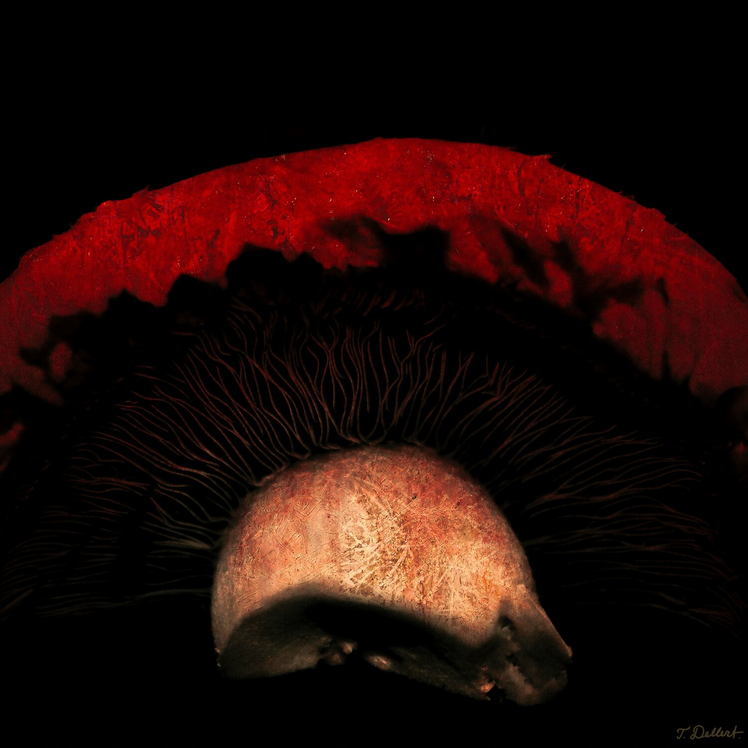 Magic Mushroom 1 Thomas Dellert