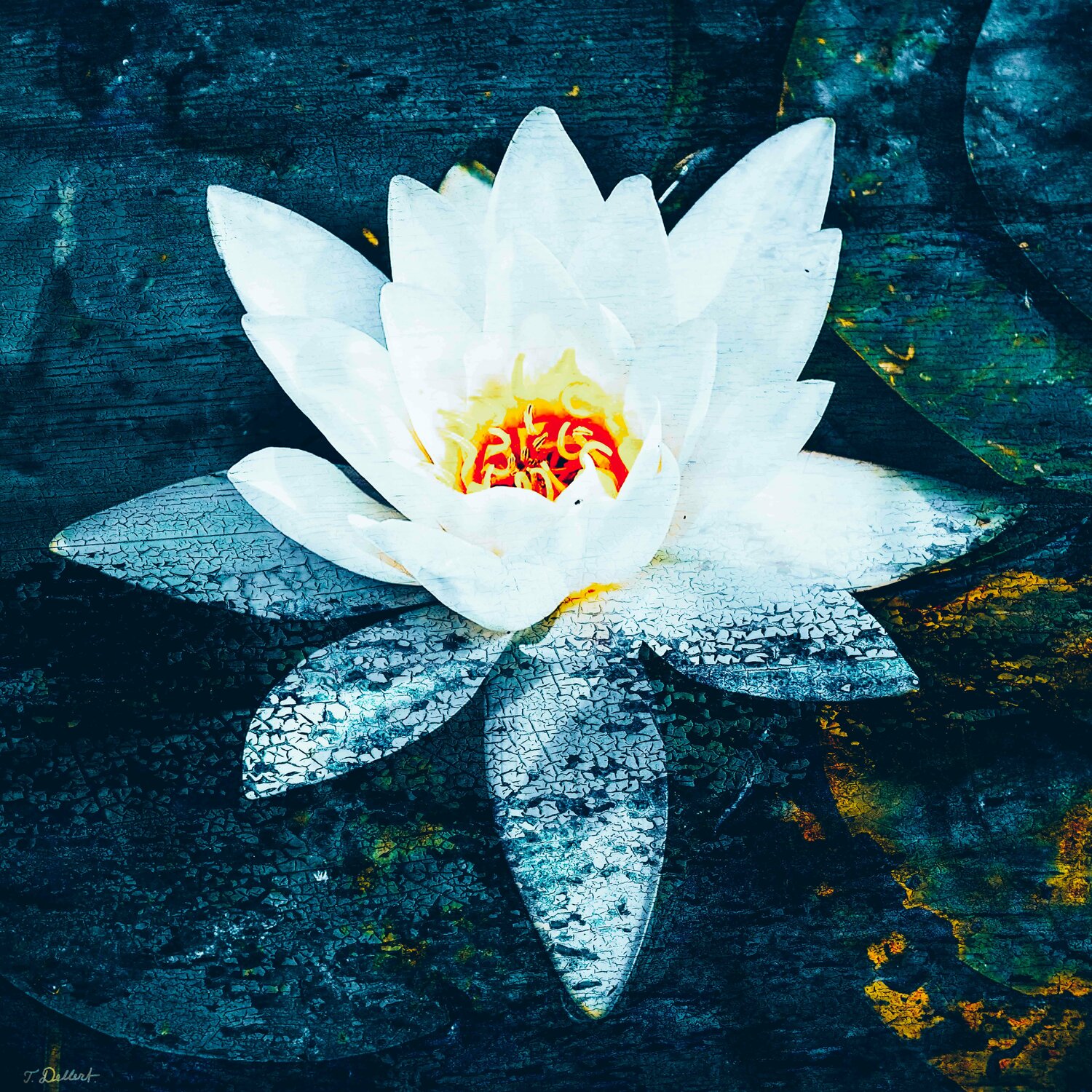 Water Lilie in blue lake.  ( after Claude Monet ) Thomas Dellert Fotografie zu verkaufen