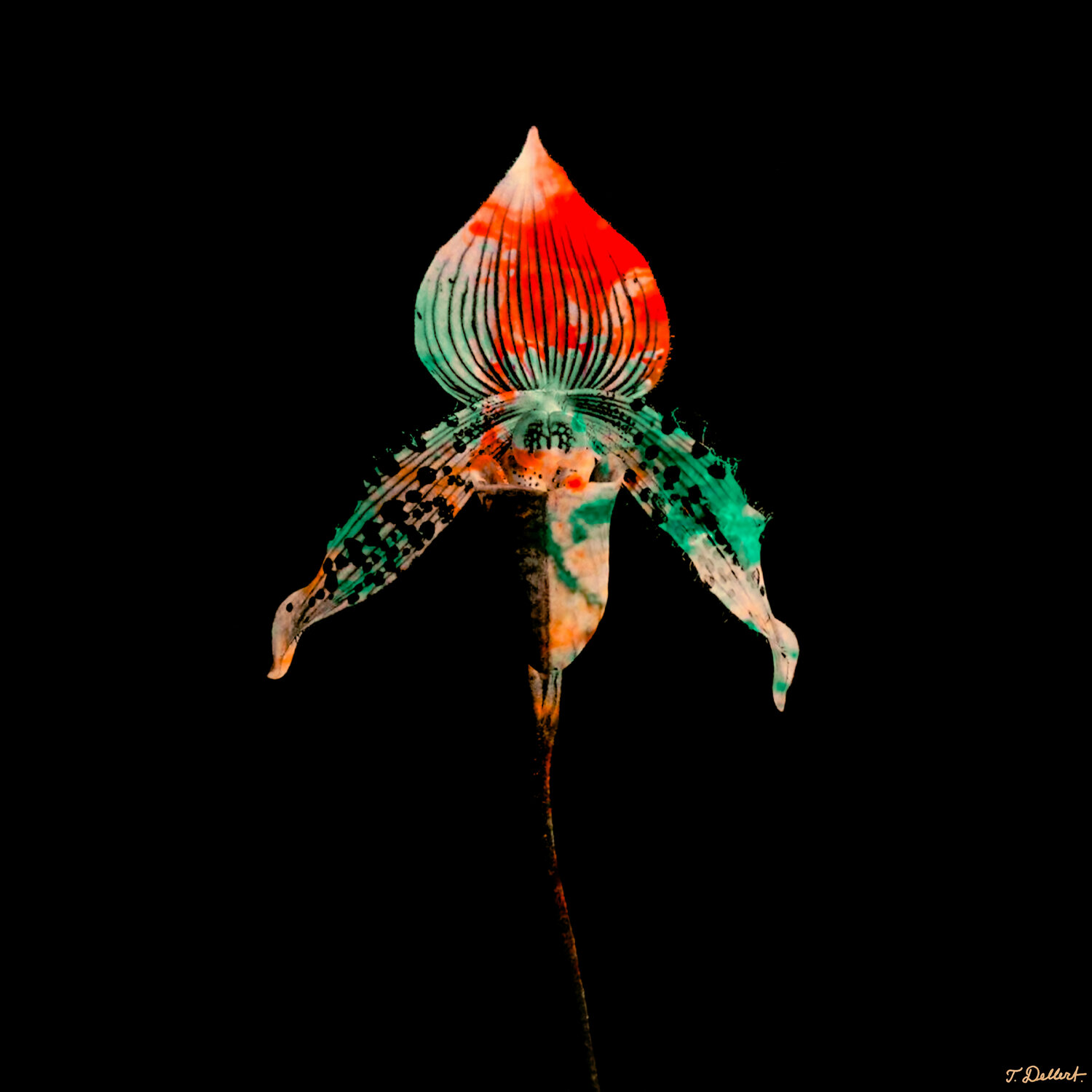Italian Alien Flower Thomas Dellert