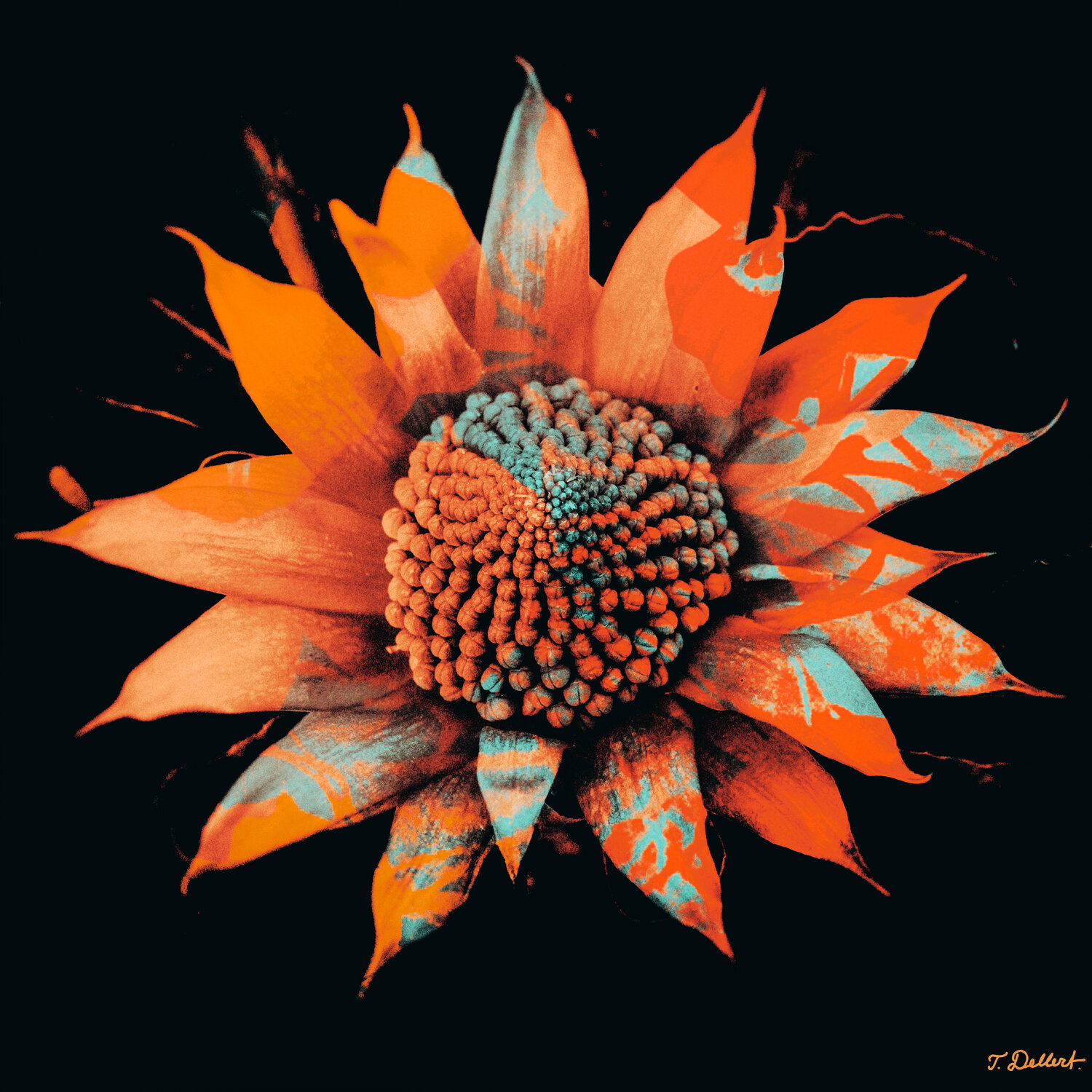 Sunflower in homage to Vincent Van Gogh Thomas Dellert Fotografie zu verkaufen