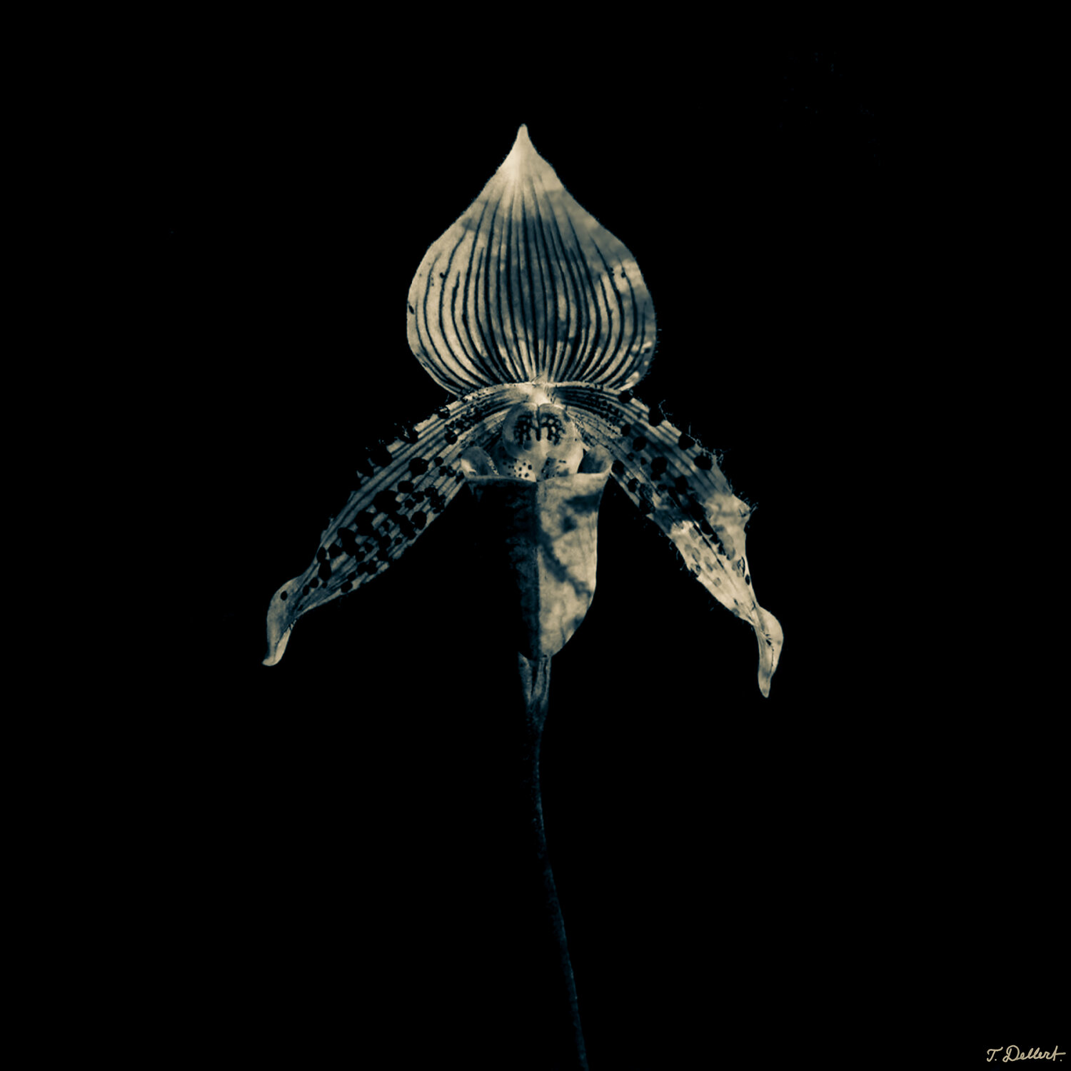 Extra Terrestrial Flower Thomas Dellert