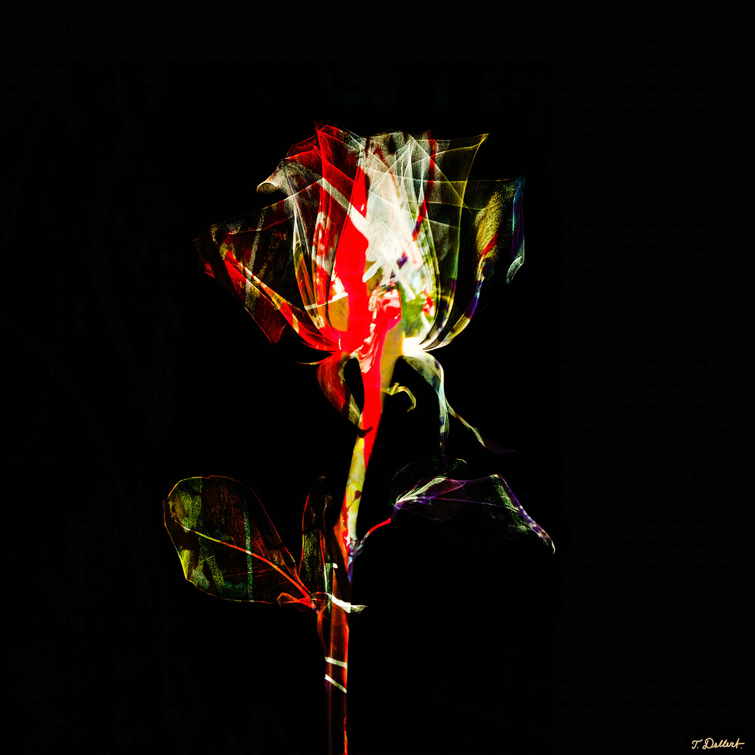 A Rose is a Rose is a Rose Thomas Dellert