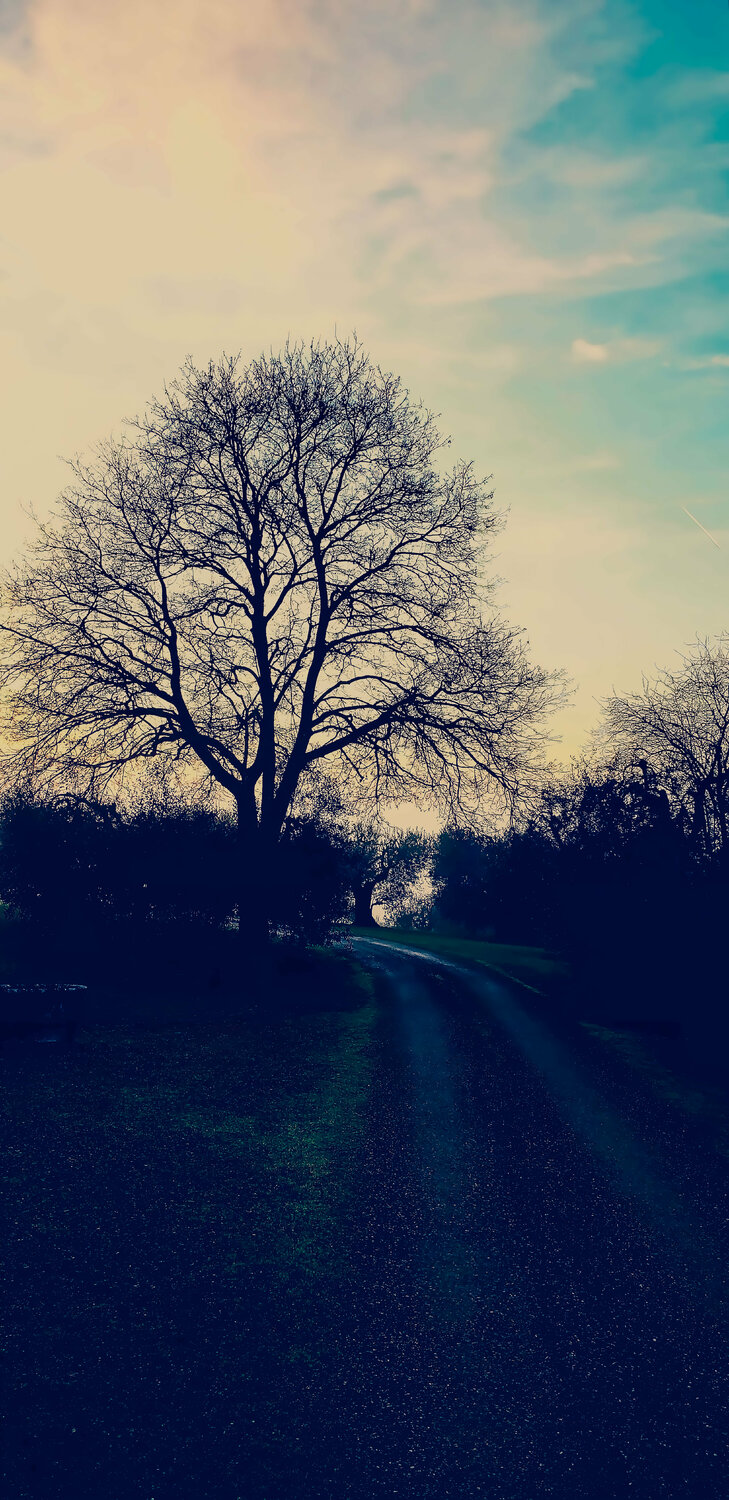 The Tree of Life.    ( Tuscany ) Thomas Dellert