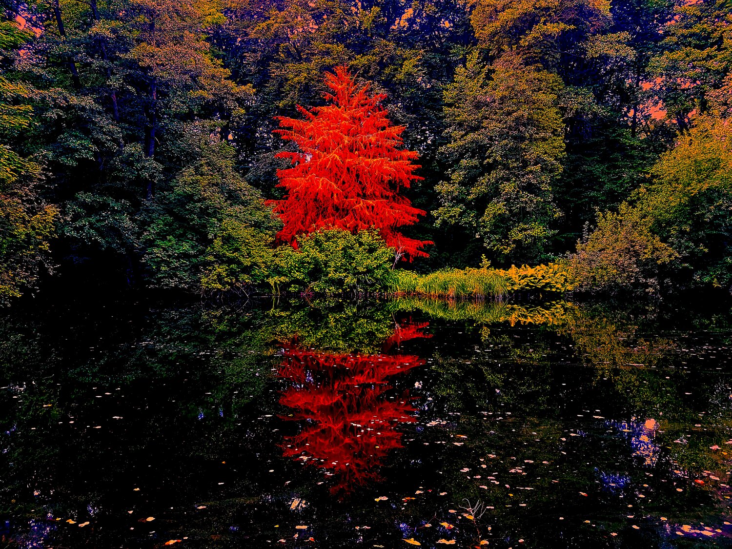 German Magic Forrest Thomas Dellert