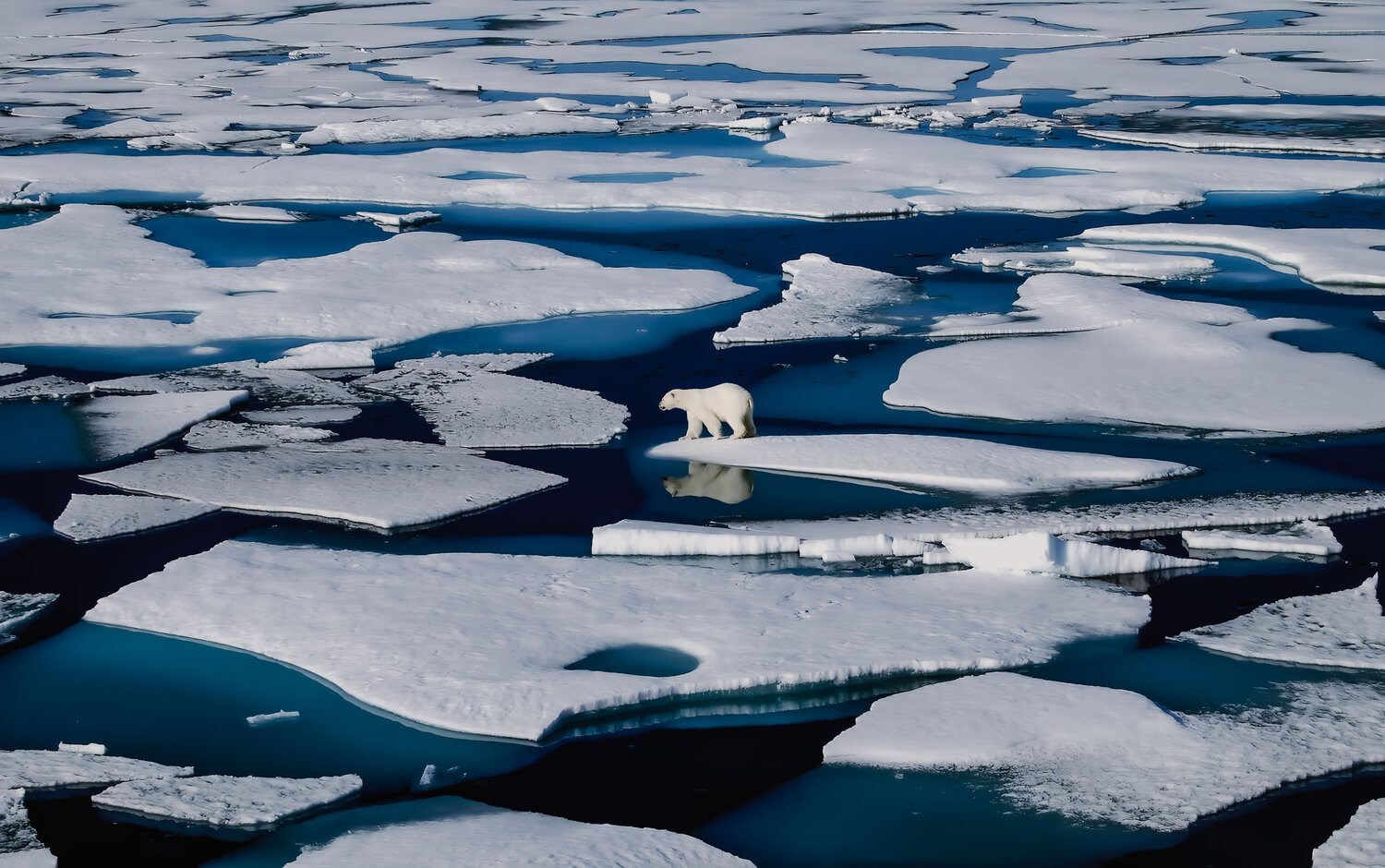 Lonely. in a Melting World    ( Soon no more options ) Thomas Dellert