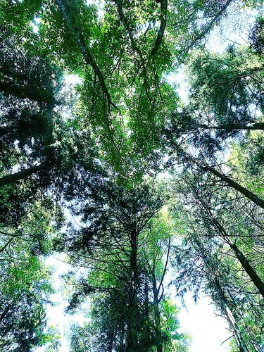 Montée aux cieux von Frédéric MOUGENOT, Fotografie kaufen auf Singulart