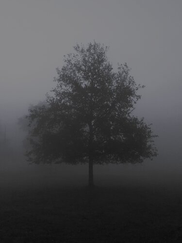 UN ARBRE REGARDE par Frédéric MOUGENOT, Photographie en vente sur Singulart