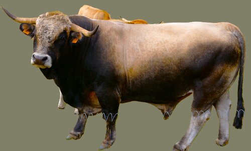 TORRRRO by Frédéric MOUGENOT, Photography for Sale on Singulart