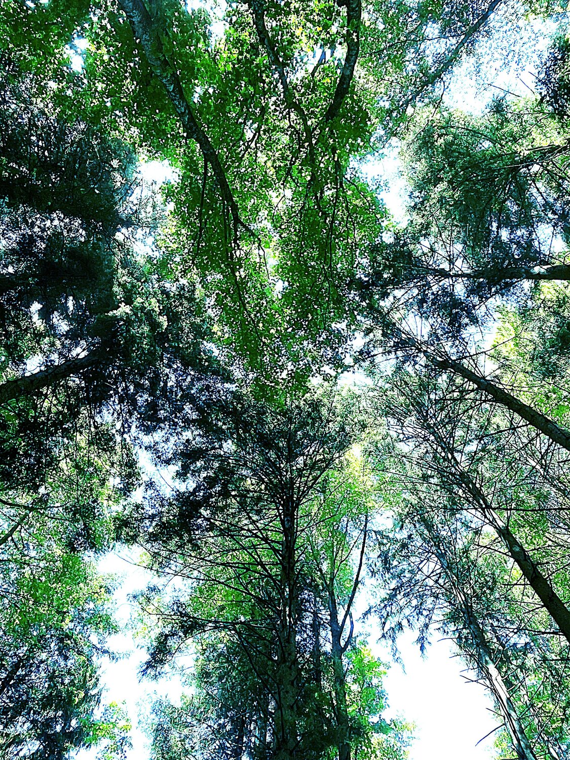 Montée aux cieux Frédéric MOUGENOT Fotografie zu verkaufen