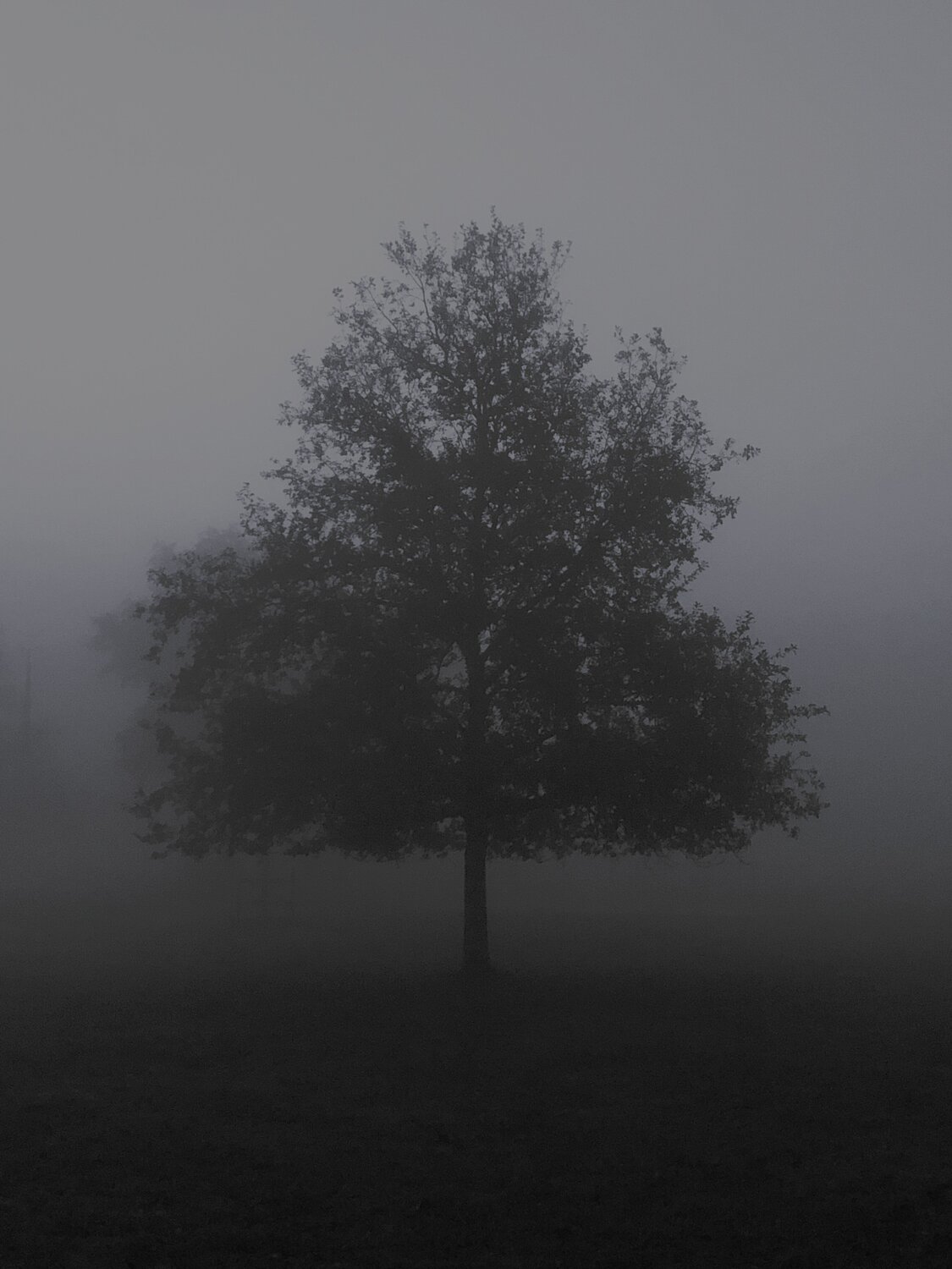UN ARBRE REGARDE Frédéric MOUGENOT