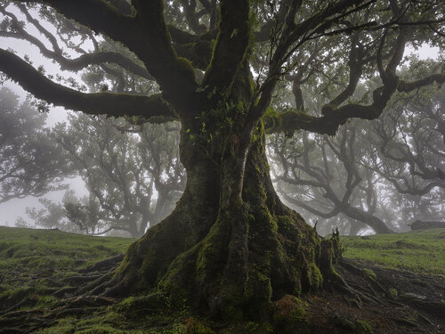 Old Giant, Madeira 2025 di Hans Strand, Fotografia in vendita su Singulart