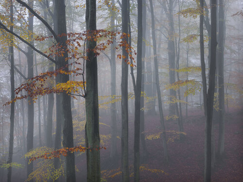 Autumn Mist, Sweden 2011 di Hans Strand, Fotografia in vendita su Singulart