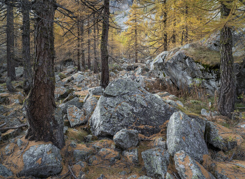 Larch Trees, Italy 2013 di Hans Strand, Fotografia in vendita su Singulart
