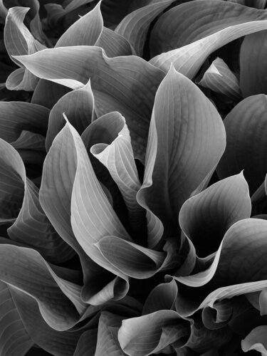 Funkia di Hans Strand, Fotografia in vendita su Singulart