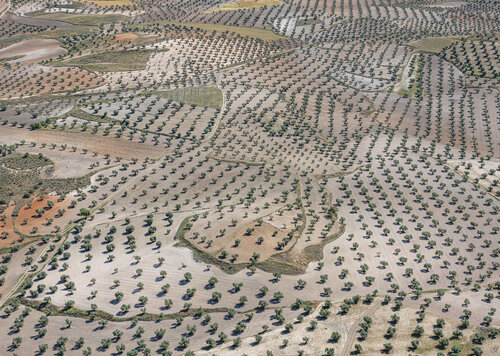Olive Plantation von Hans Strand, Fotografie kaufen auf Singulart