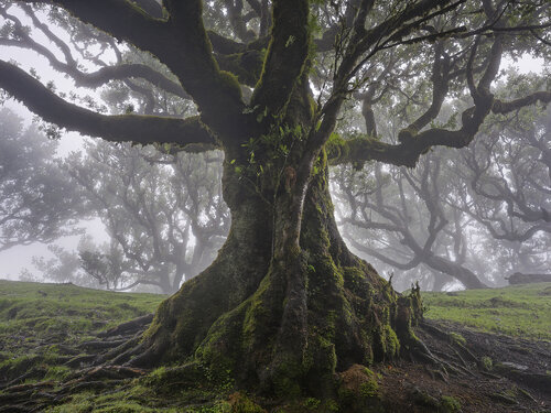 Old Giant, Madeira 2025 di Hans Strand, Fotografia in vendita su Singulart