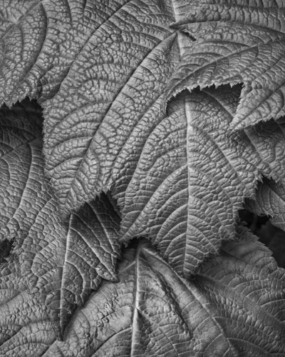 Leaves by Hans Strand, Photography for Sale on Singulart