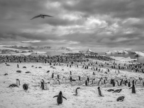 Cuverville Island, Antarctica 2016 par Hans Strand, Photographie en vente sur Singulart