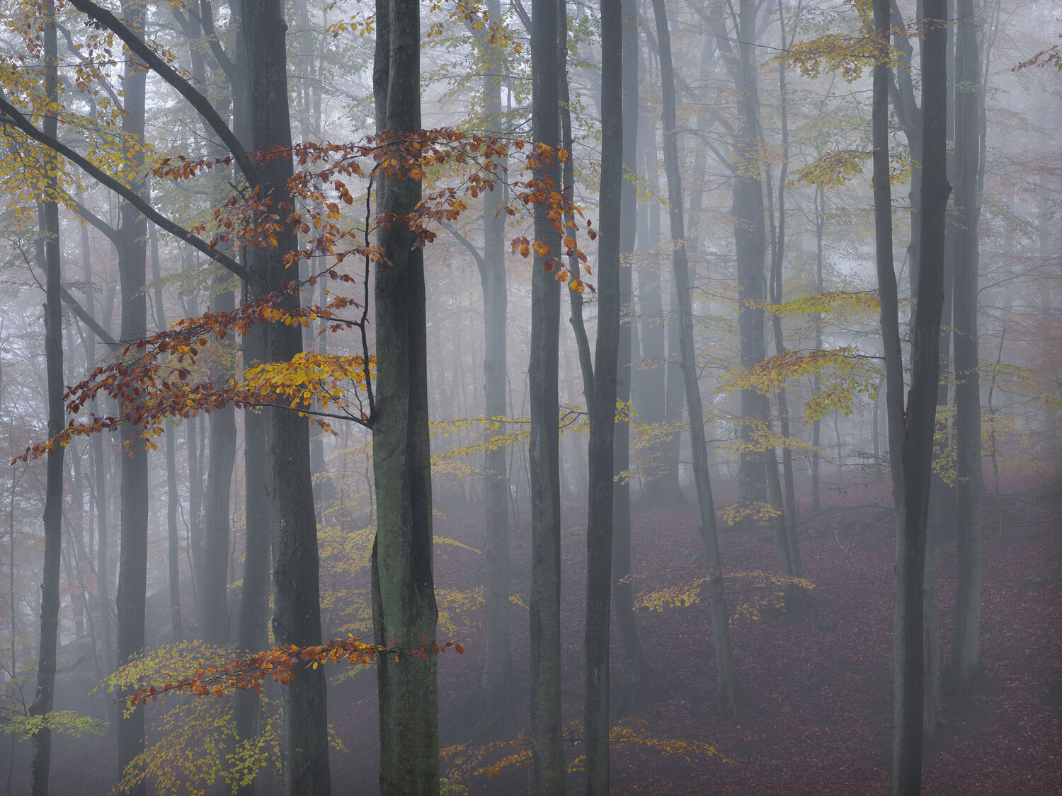 Autumn Mist, Sweden 2011 Hans Strand