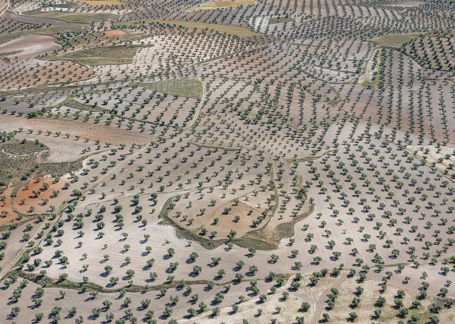 Olive Plantation Hans Strand