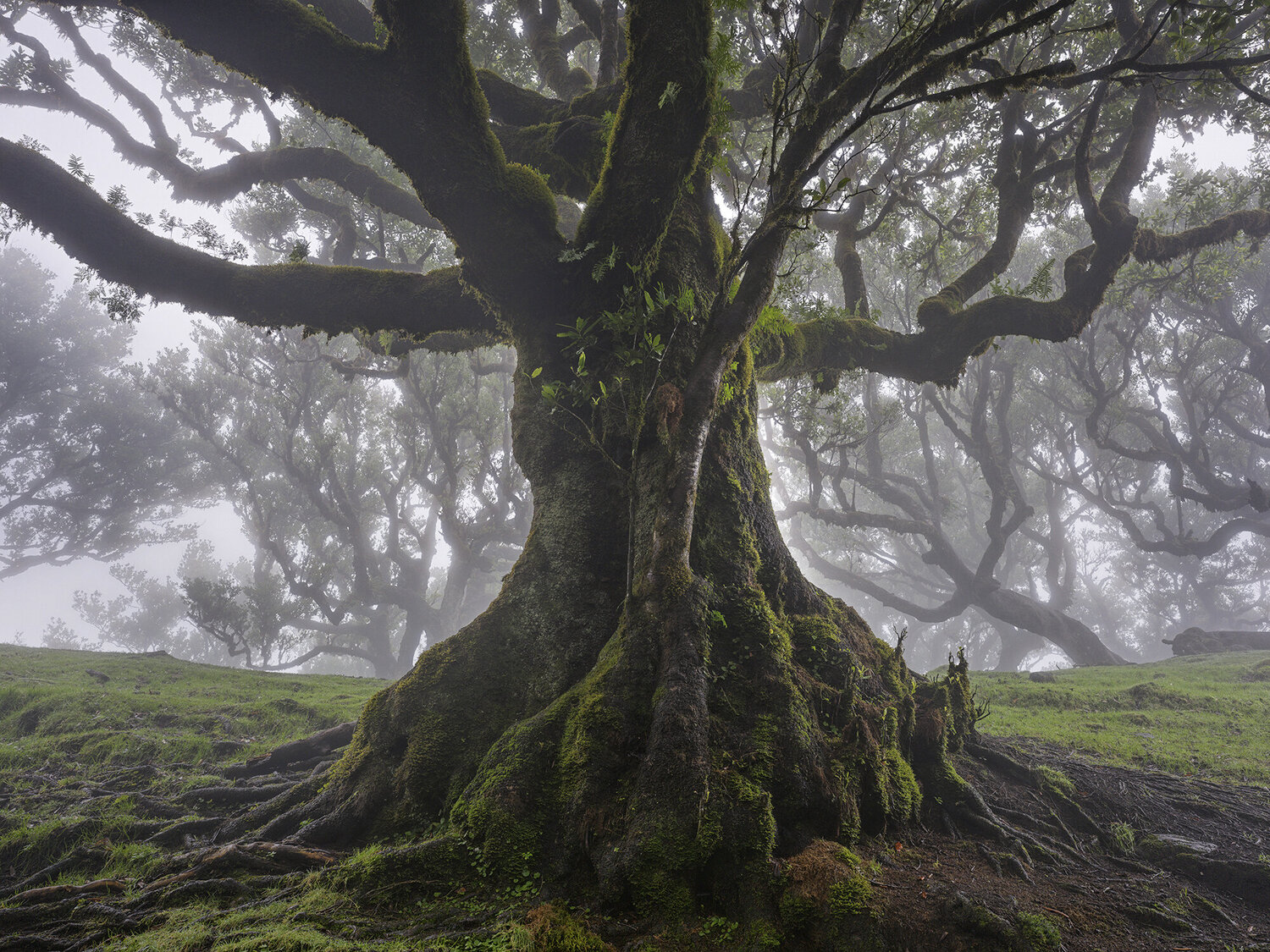 Old Giant, Madeira 2025 Hans Strand