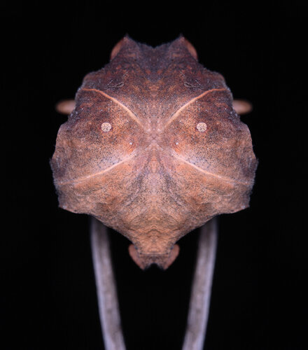 Sarracenia 2, from the series Mutants de Daniel Pittet, Fotografía a la venta en Singulart