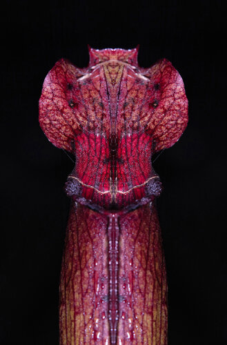Sarracenia 1, from the series Mutants de Daniel Pittet, Fotografía a la venta en Singulart