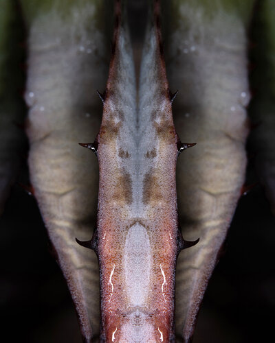 Agave, from the series Mutants de Daniel Pittet, Fotografía a la venta en Singulart