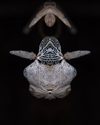 Hydrangea macrophylla, from the series Mutants de Daniel Pittet, Fotografía a la venta en Singulart