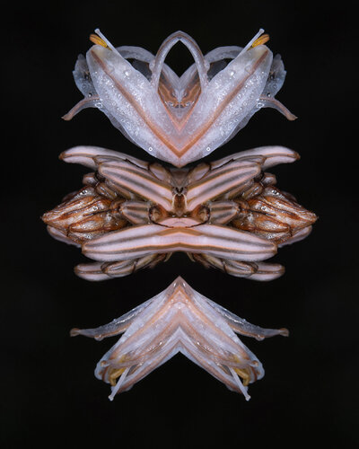 Asphodelus microcarpus, from the series Mutants de Daniel Pittet, Fotografía a la venta en Singulart