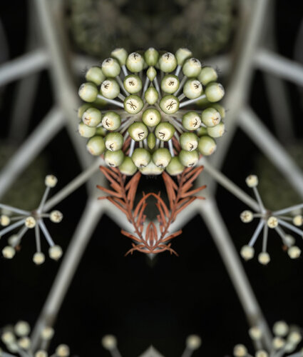 Fatsia japonica 1, from the series Mutants de Daniel Pittet, Fotografía a la venta en Singulart