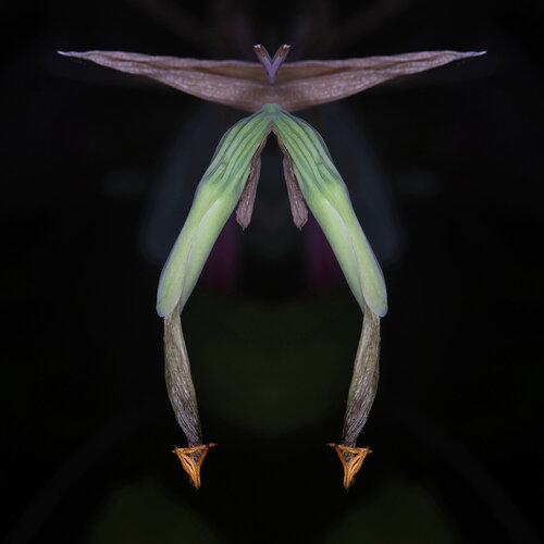 Billbergia, from the series Mutants de Daniel Pittet, Fotografía a la venta en Singulart