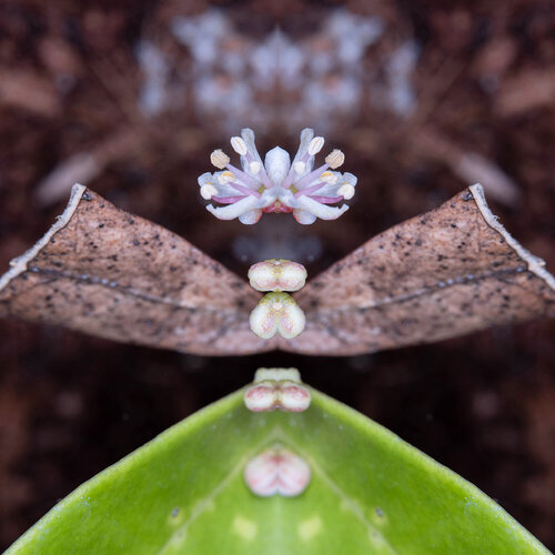 Skimmia japonica, from the series Mutants de Daniel Pittet, Fotografía a la venta en Singulart