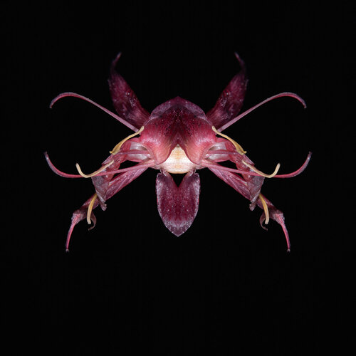 Hesperantha coccinea, from the series Mutants de Daniel Pittet, Fotografía a la venta en Singulart