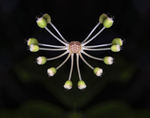 Fatsia japonica 2, from the series Mutants de Daniel Pittet, Fotografía a la venta en Singulart