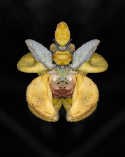 Phlomis fruticosa, from the series Mutants de Daniel Pittet, Fotografía a la venta en Singulart