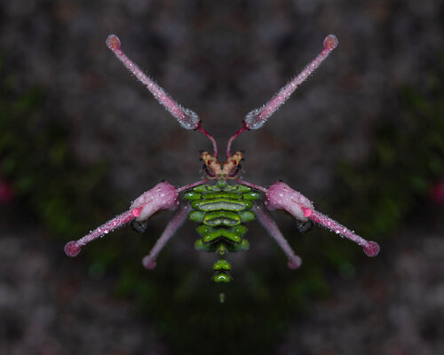 Grevillea lanigera 2, from the series Mutants de Daniel Pittet, Fotografía a la venta en Singulart