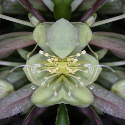 Helleborous lividus, from the series Mutants de Daniel Pittet, Fotografía a la venta en Singulart