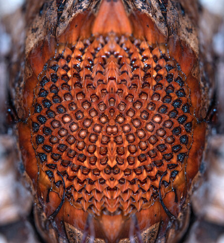 Protea cynaroides, from the series Mutants de Daniel Pittet, Fotografía a la venta en Singulart